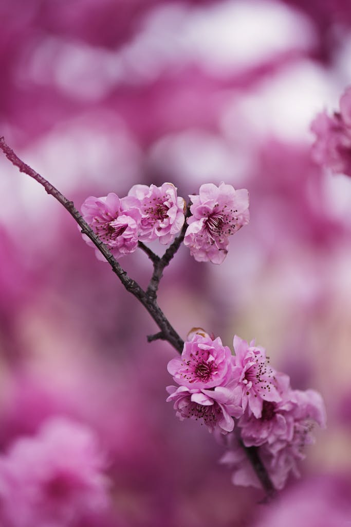 Close-up of vibrant pink cherry blossoms showcasing beauty and elegance in full bloom.