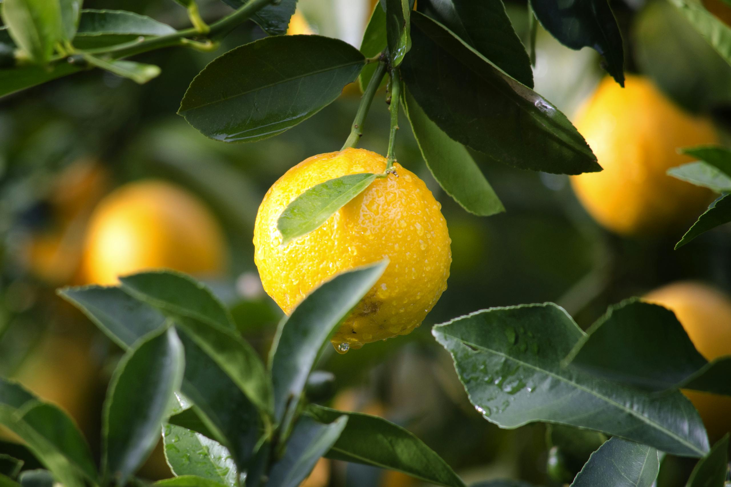 Close-up of a ripe lemon with dewdrops surrounded by green leaves, symbolizing freshness and vitality.